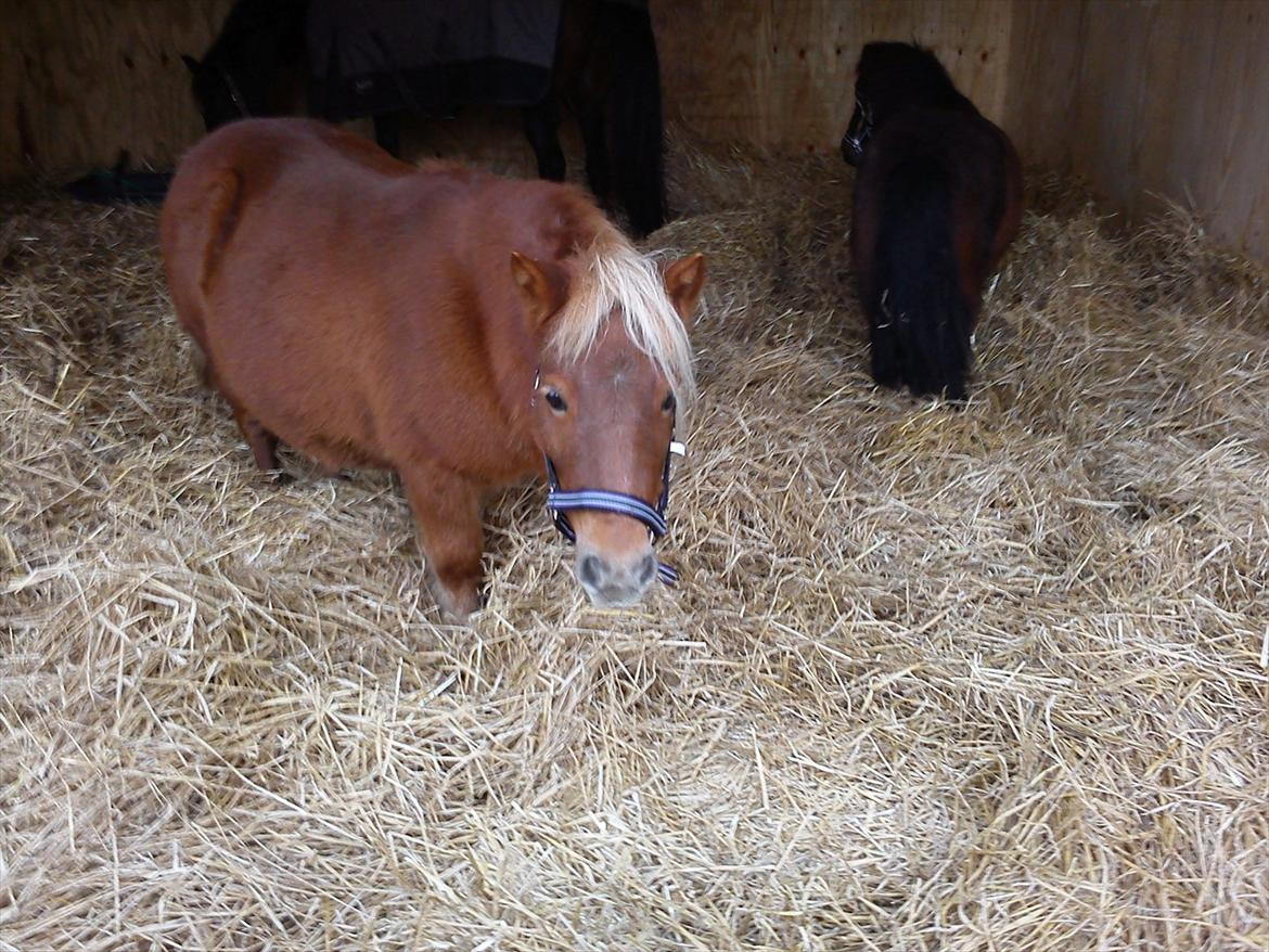Shetlænder Nanja af rolighed billede 5