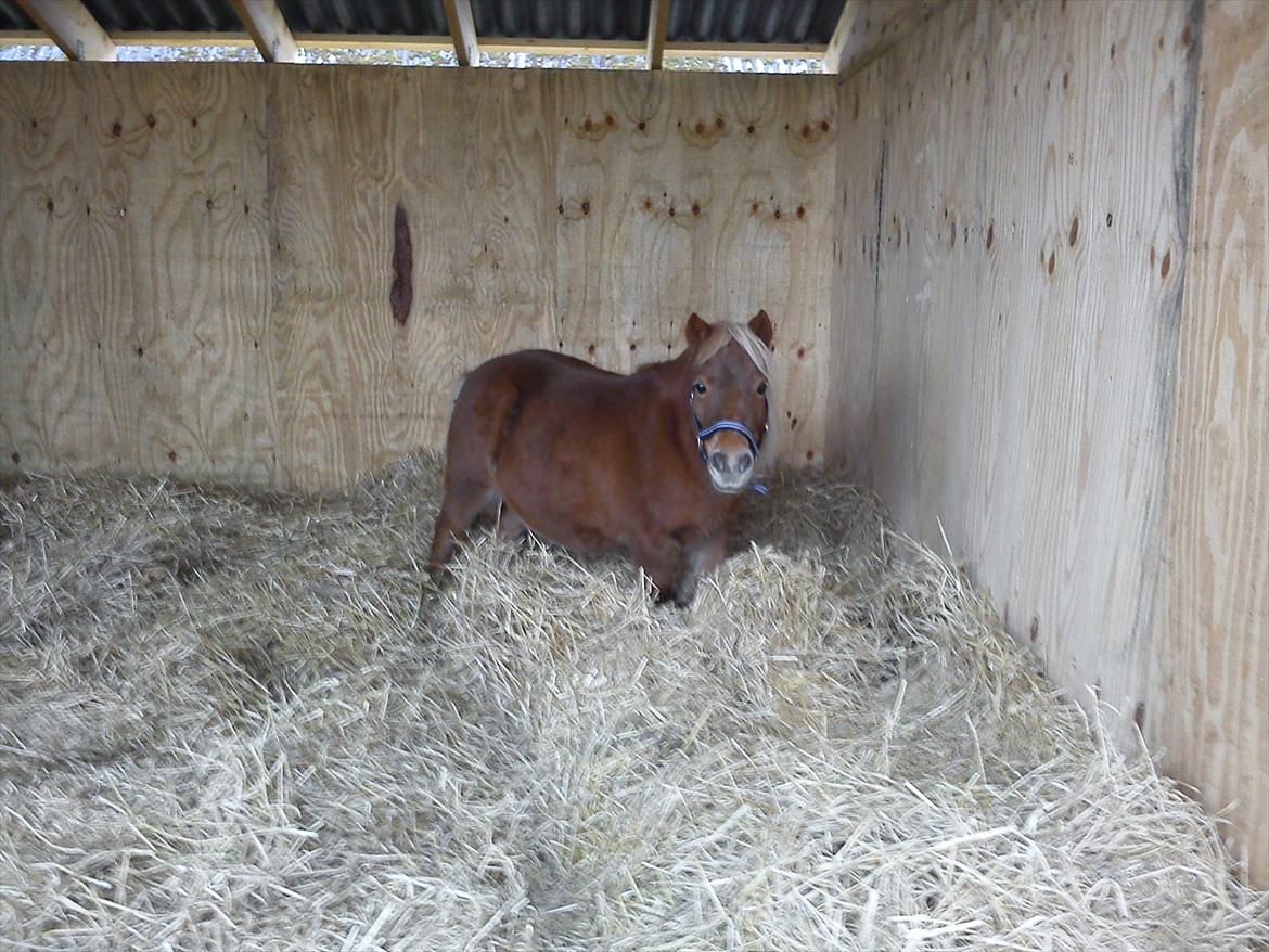 Shetlænder Nanja af rolighed billede 6