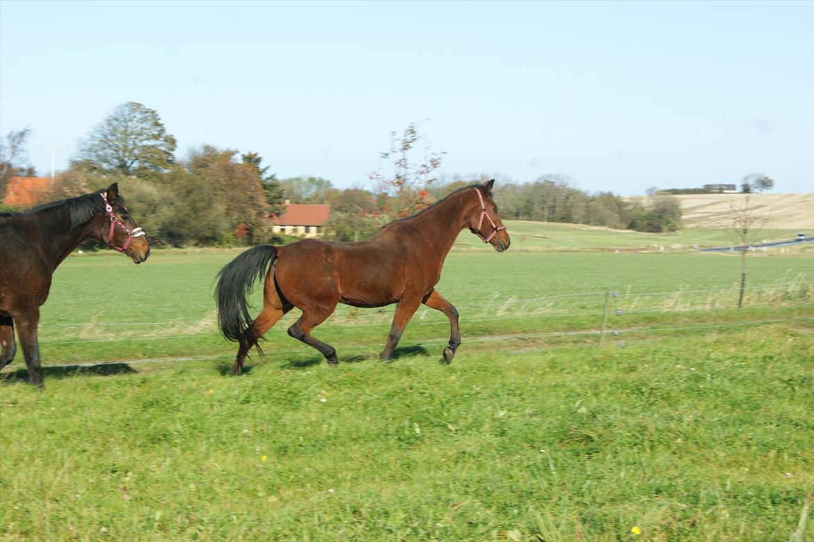 Anden særlig race Knægten - Knægten og Starion :P billede 14