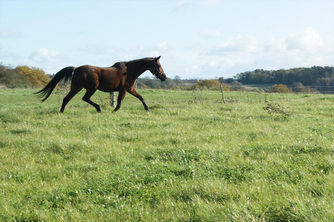 Anden særlig race Knægten billede 10