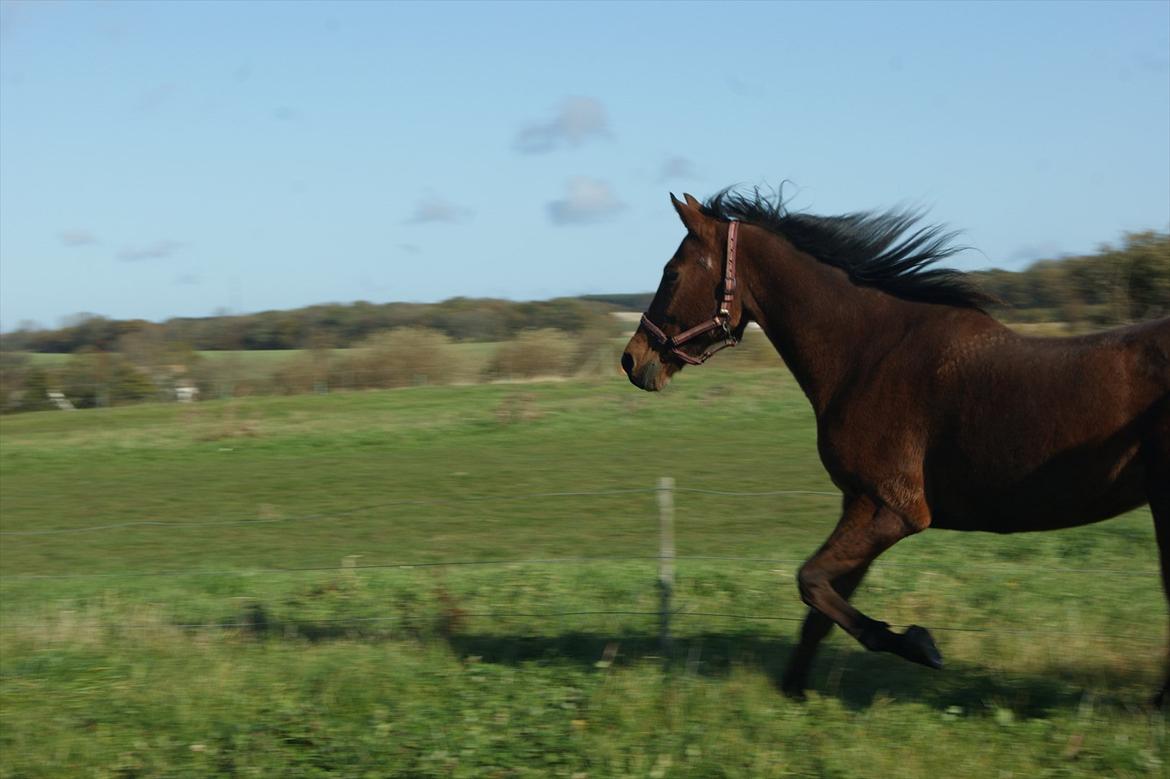 Anden særlig race Knægten - Vupti fuld fart på i trav :P billede 2