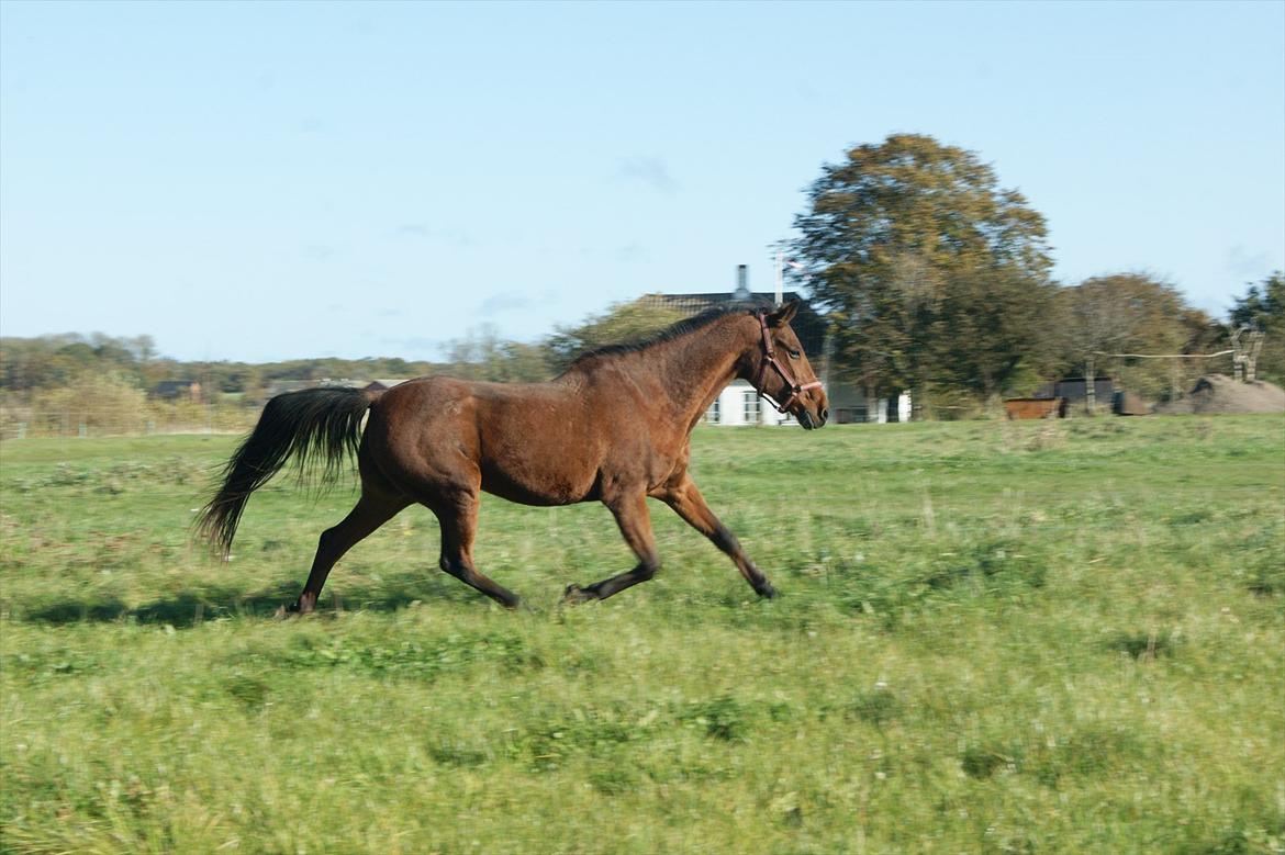 Anden særlig race Knægten billede 11