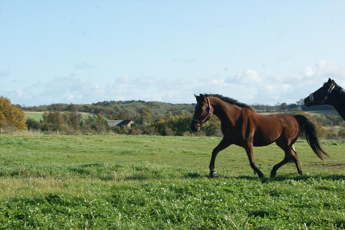 Anden særlig race Knægten billede 12