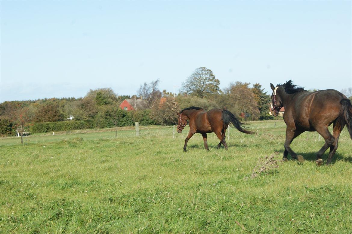 Anden særlig race Knægten - Knægten tæt forfulgt af Starion :) billede 13