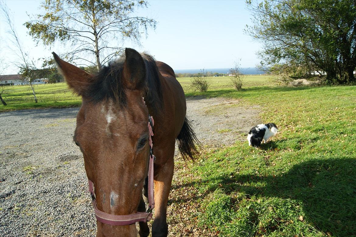 Anden særlig race Knægten billede 15