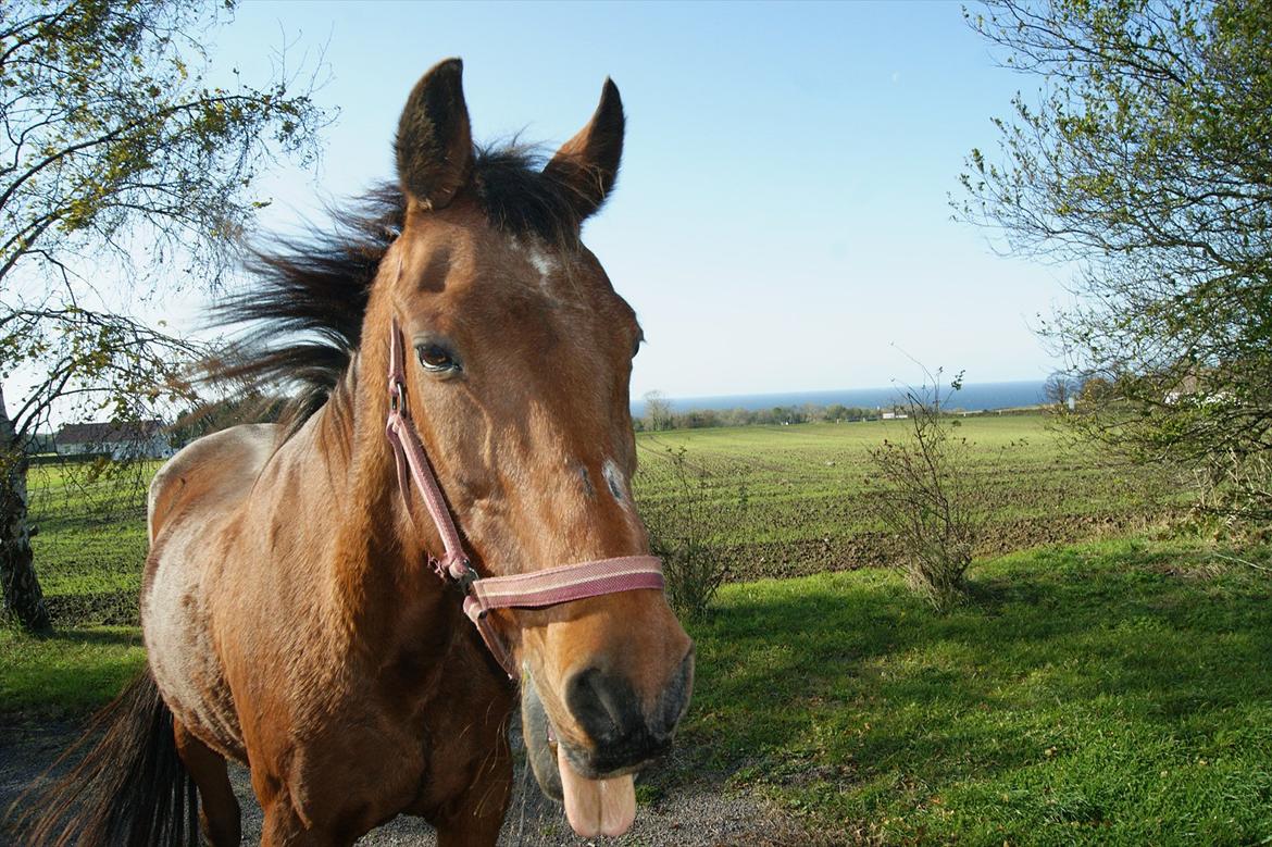 Anden særlig race Knægten - Lille "pony" rikker tunge af kameraet :D billede 1