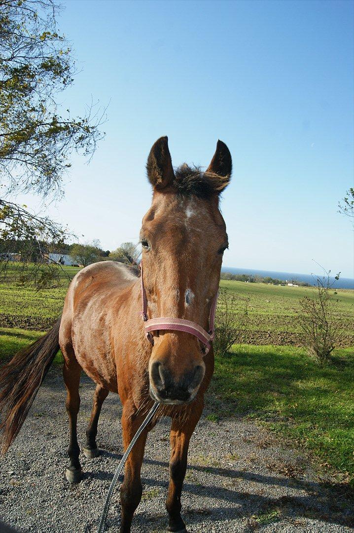 Anden særlig race Knægten billede 16