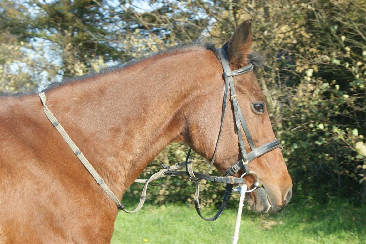 Anden særlig race Knægten billede 17