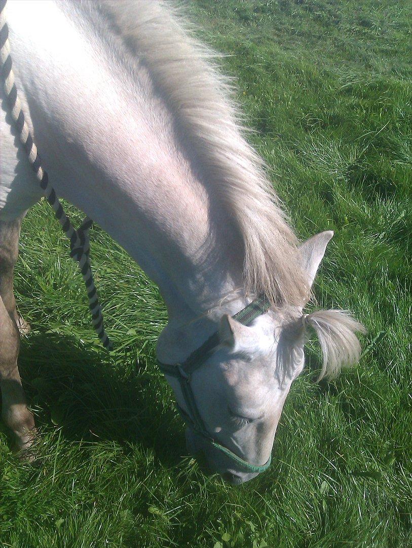 Anden særlig race luatello billede 1