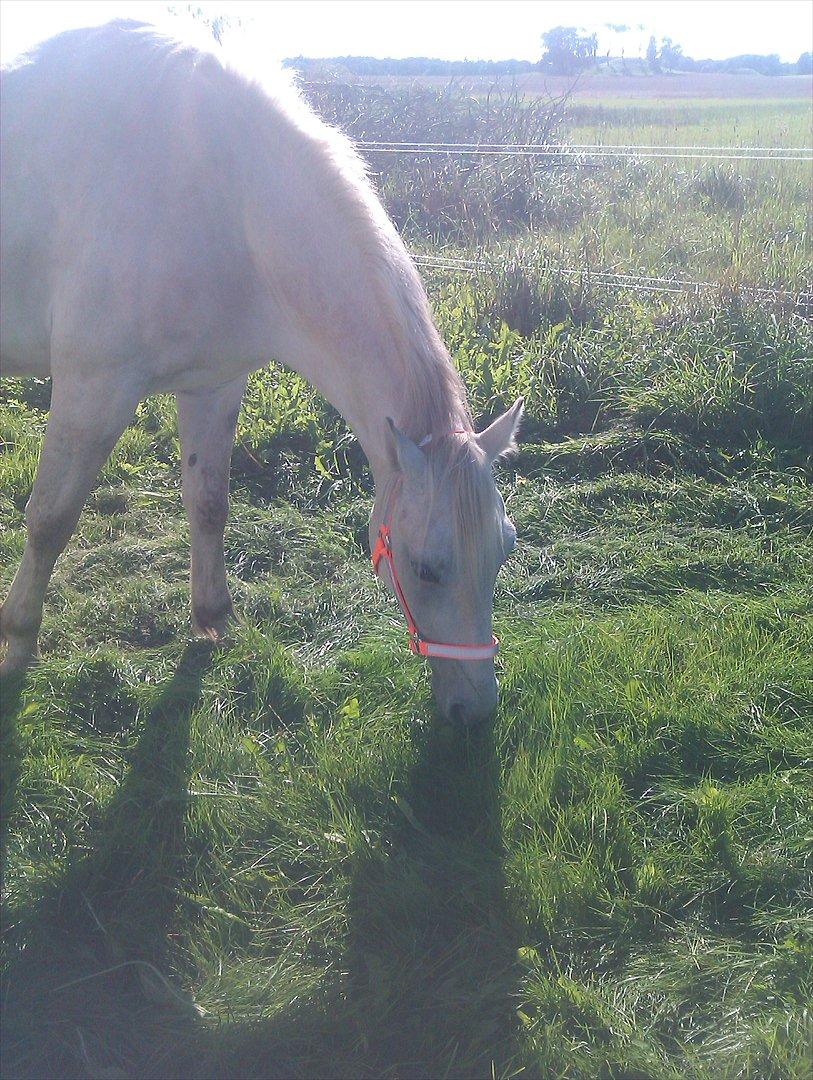 Anden særlig race luatello billede 2