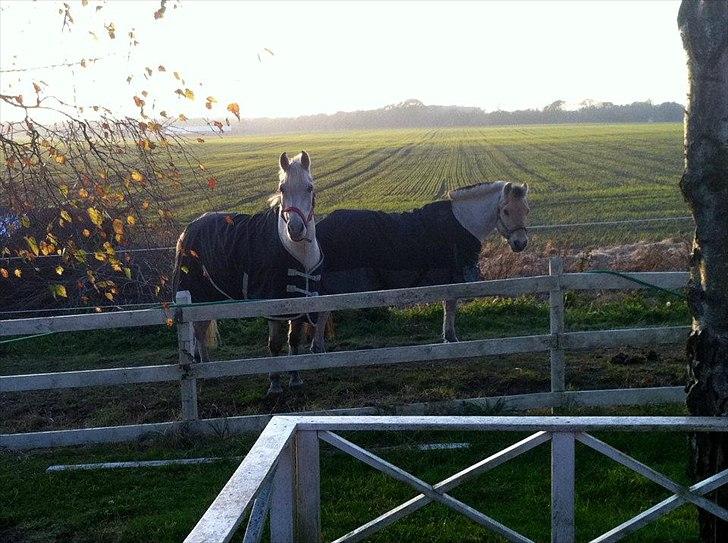 Anden særlig race luatello billede 4