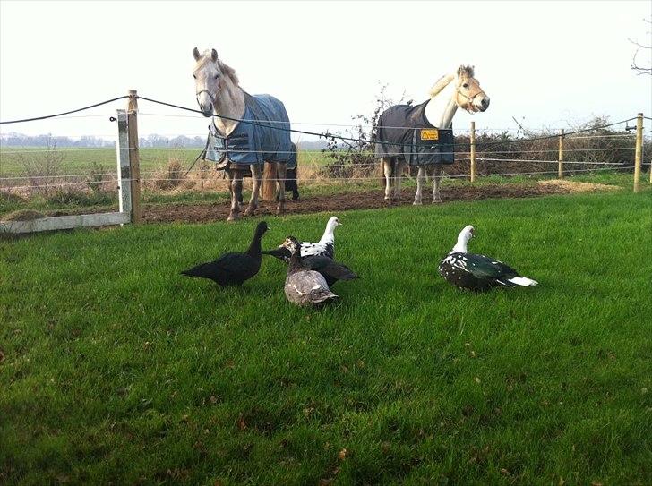 Anden særlig race luatello billede 5