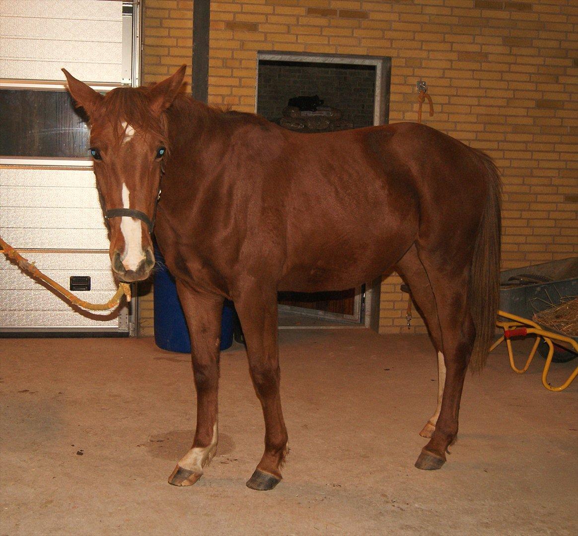 Palomino Ladimentos! - Ikke lige det bedste billede, men her kan man fornemme hvor stor han er blevet :-D Dejlige dreng <3 billede 19