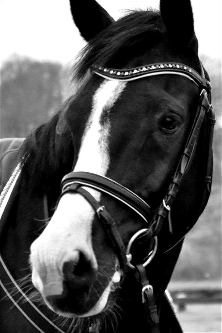 Hollandsk Varmblod Adisson - Smukke Adisson! Fotograf: Louise K. billede 2