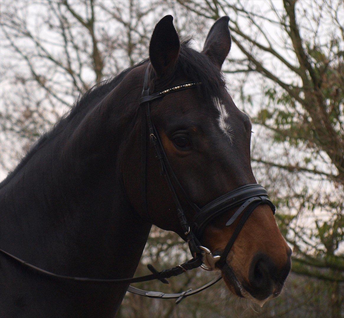 Holstener Dumbledore - Smukke :-) billede 15