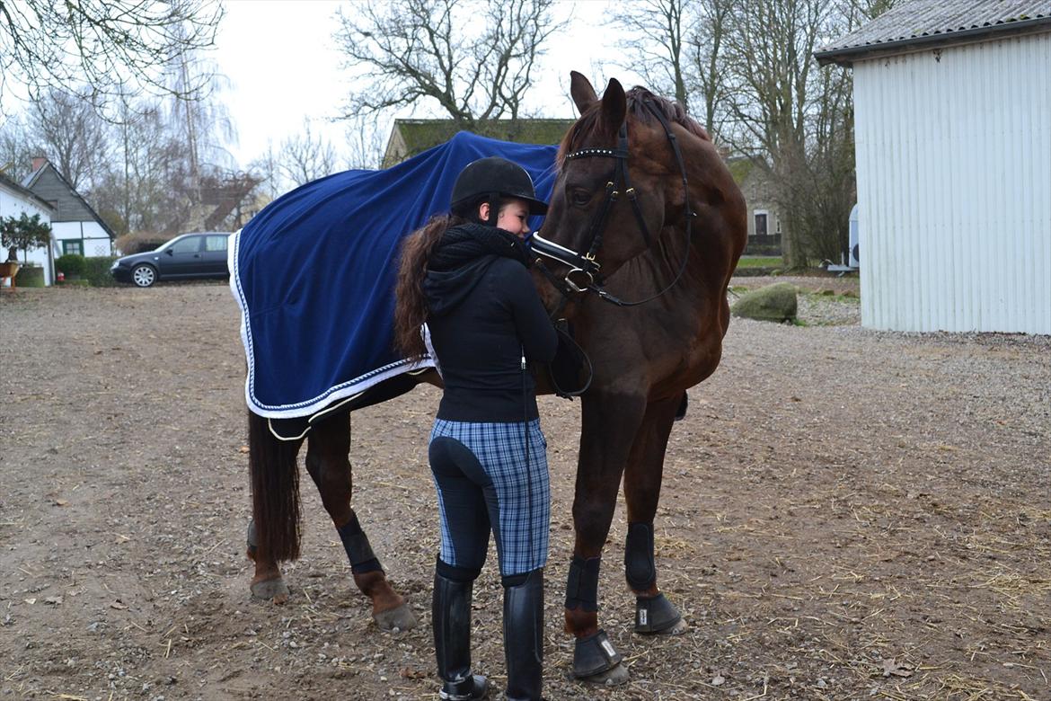 Dansk Varmblod Alby's Don De Luxe billede 10