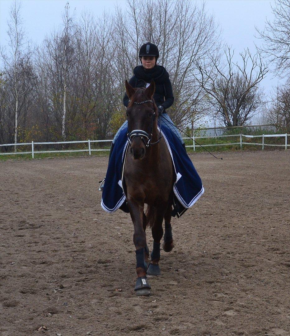 Dansk Varmblod Alby's Don De Luxe billede 6