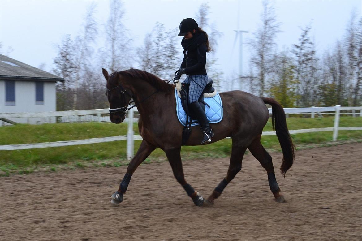 Dansk Varmblod Alby's Don De Luxe billede 7