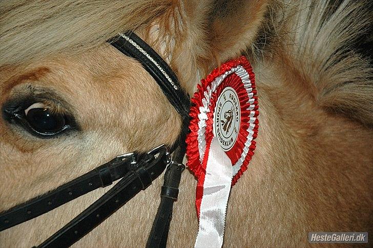 Fjordhest Hesselbjerg's Musse billede 1