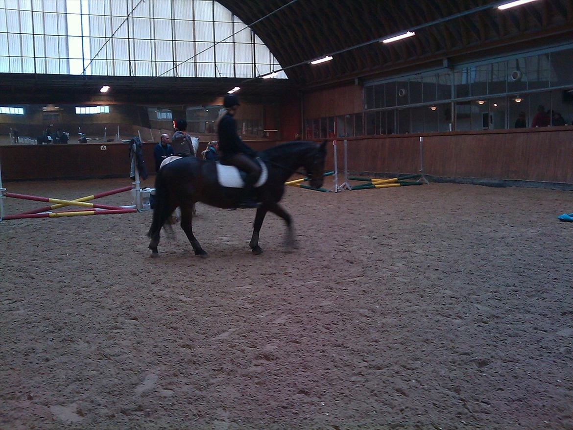 New Forest Nyskovens Antares - Til springning med Caro!:-)
Foto: Emma Fauner. Tak! billede 16