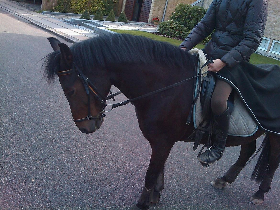 New Forest Nyskovens Antares - Skridter tur med Mickey og Cille:-)
Foto: Cille taak! billede 14