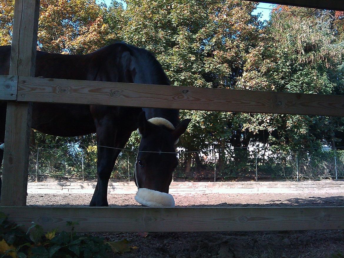 New Forest Nyskovens Antares -  Hejsa og velkommen til min profil!
Foto:Caro billede 1