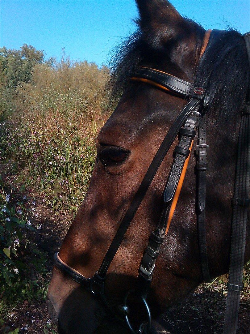 New Forest Nyskovens Antares - Her er Mickey & Cille og Caroline & jeg ved mosen:-)
Foto:Caro billede 6