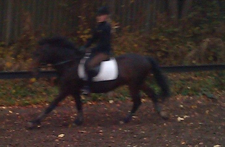 New Forest Nyskovens Antares - Jubii. Efterårs spurt!
Foto: Emma Fauner. Tak! billede 17