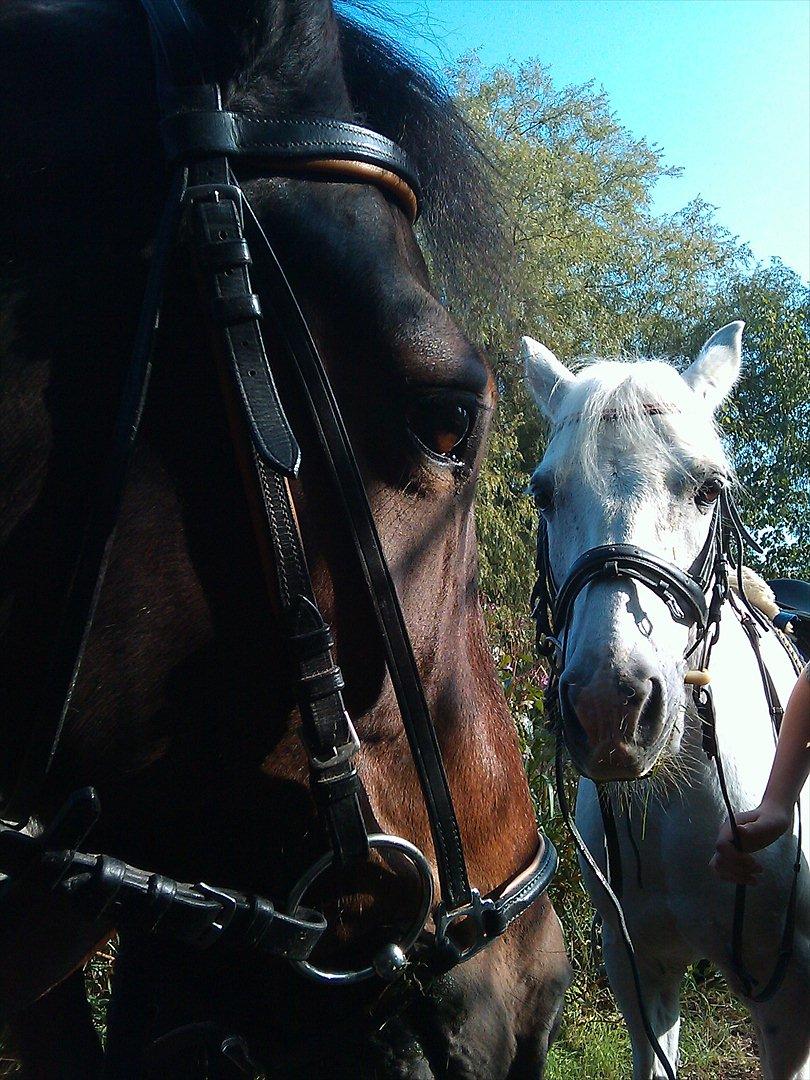 New Forest Nyskovens Antares - Vi havde det sjovt! 
Savner dig Mickey:´-(
Foto:Caro billede 7
