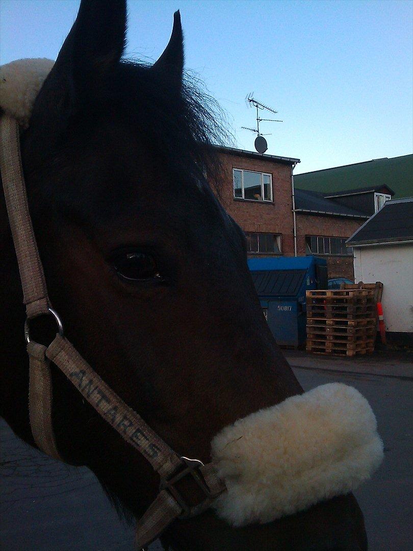 New Forest Nyskovens Antares - Her står jeg på P-pladsen og kigger:-)
Foto:Caro billede 9