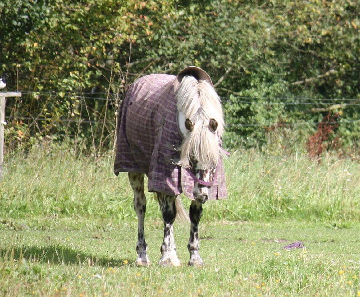 Appaloosa Collin-N billede 13