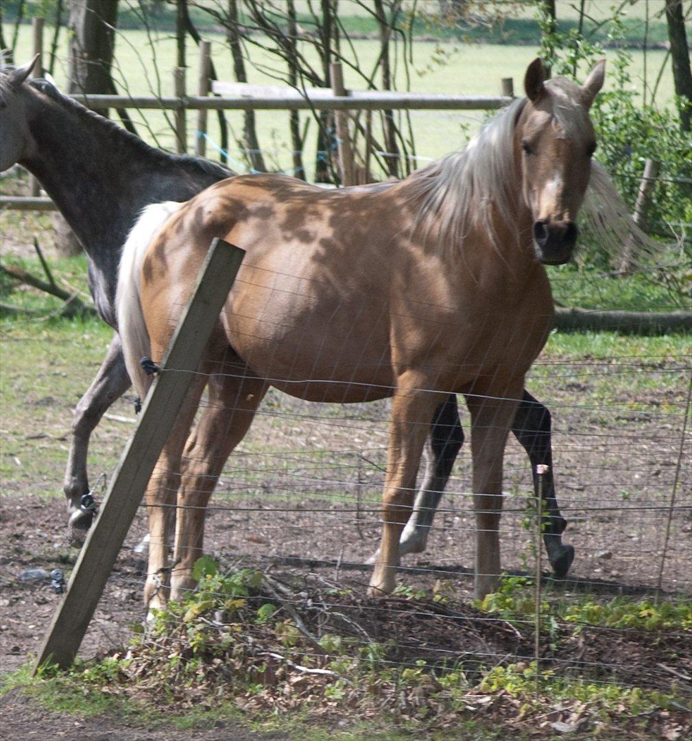 Palomino Klepholms Athene billede 4