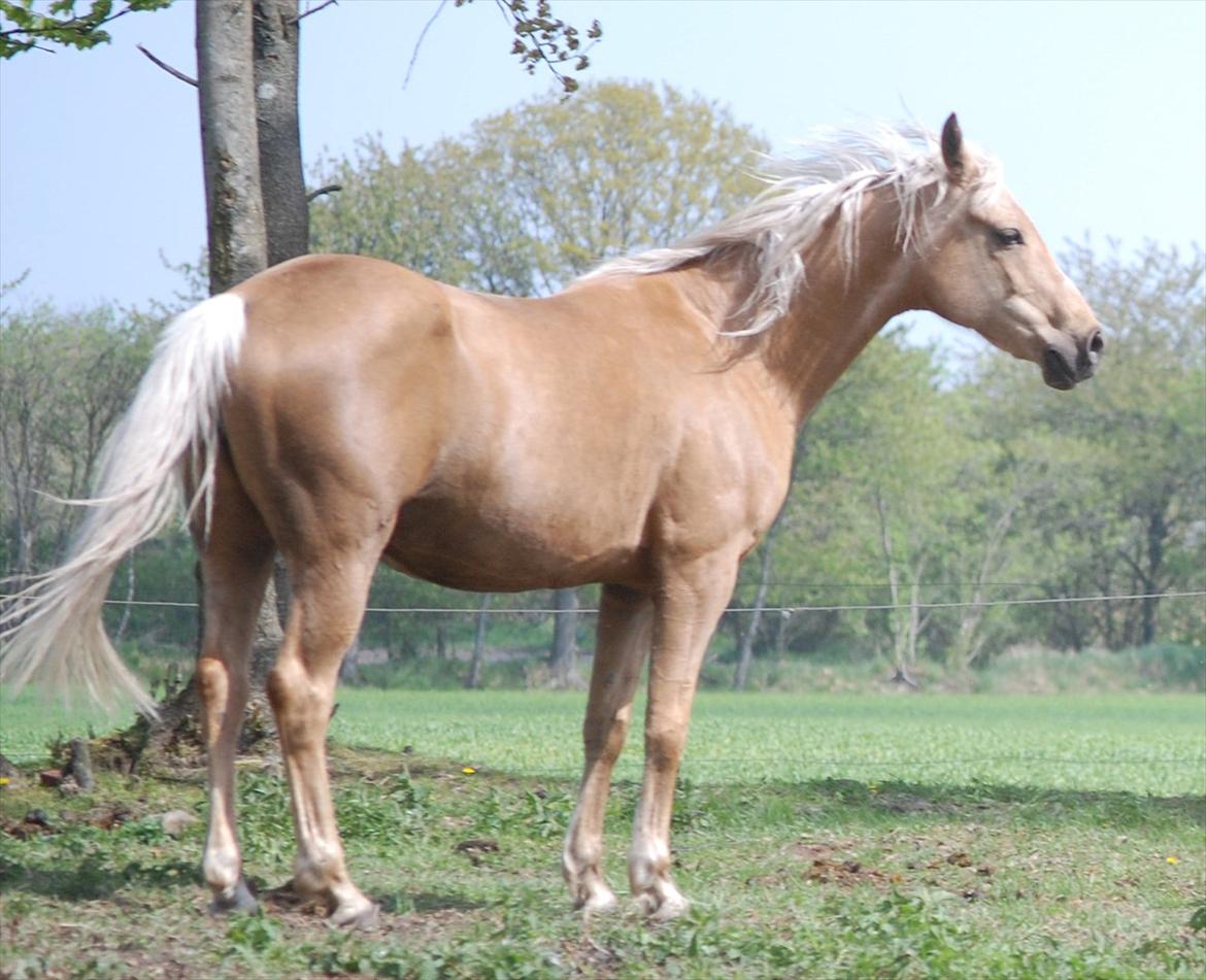 Palomino Klepholms Athene billede 5