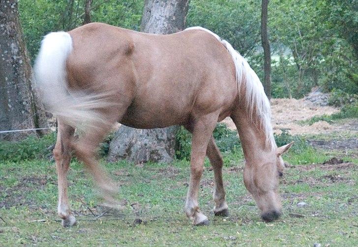 Palomino Klepholms Athene billede 7