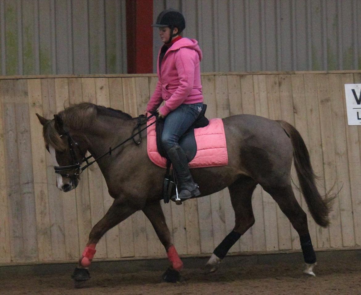 New Forest Wonder  billede 12