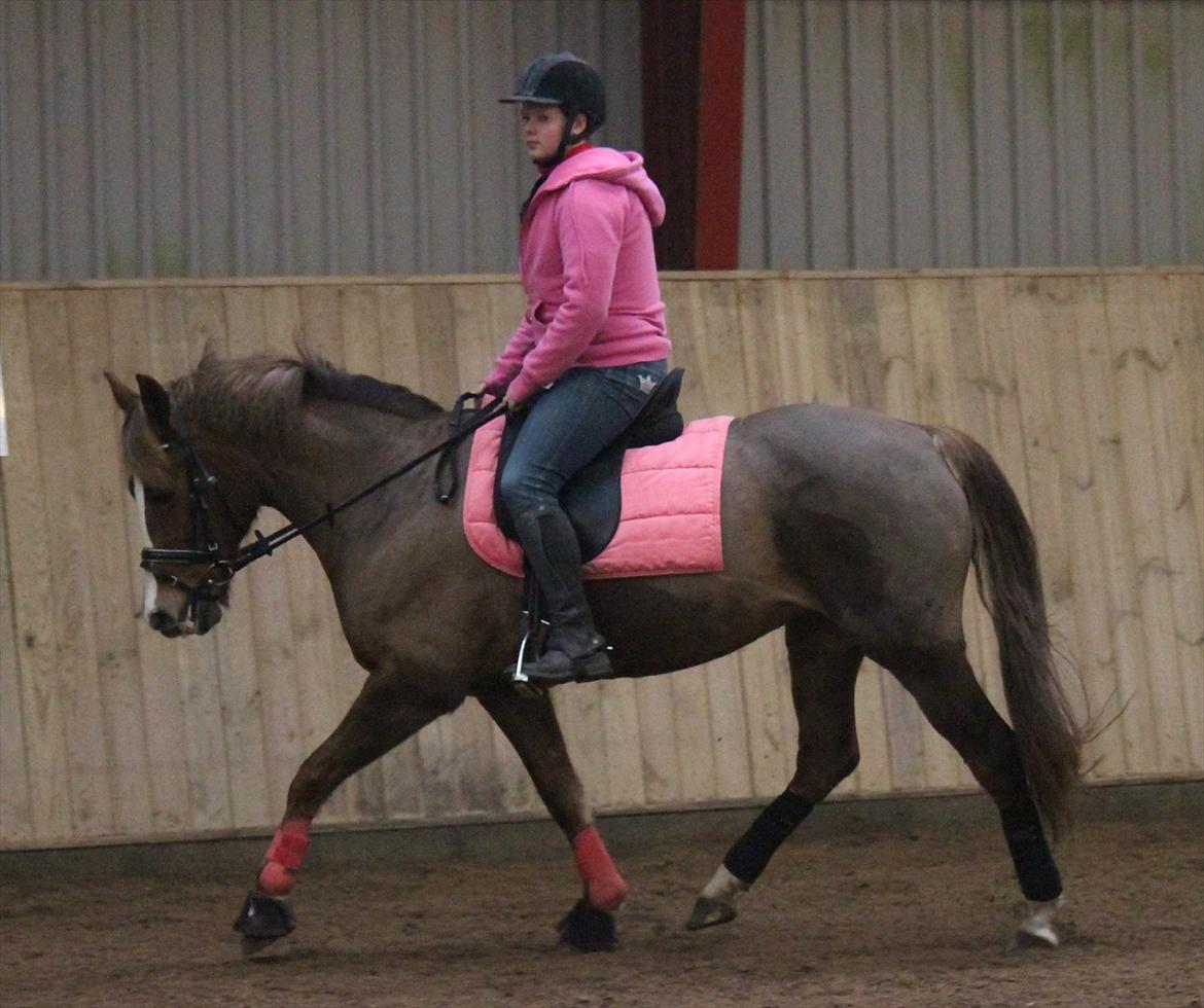 New Forest Wonder  billede 13