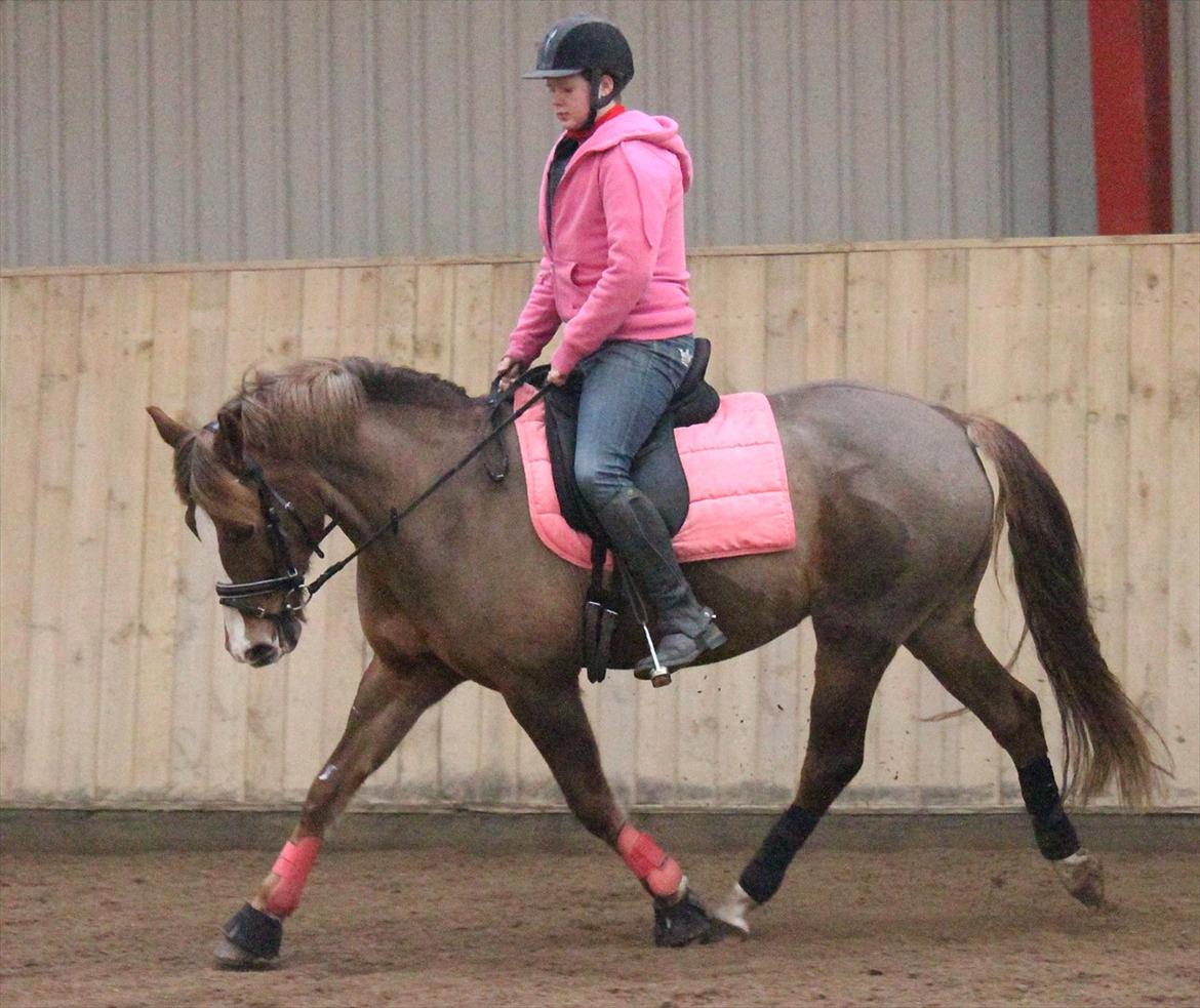 New Forest Wonder  billede 14