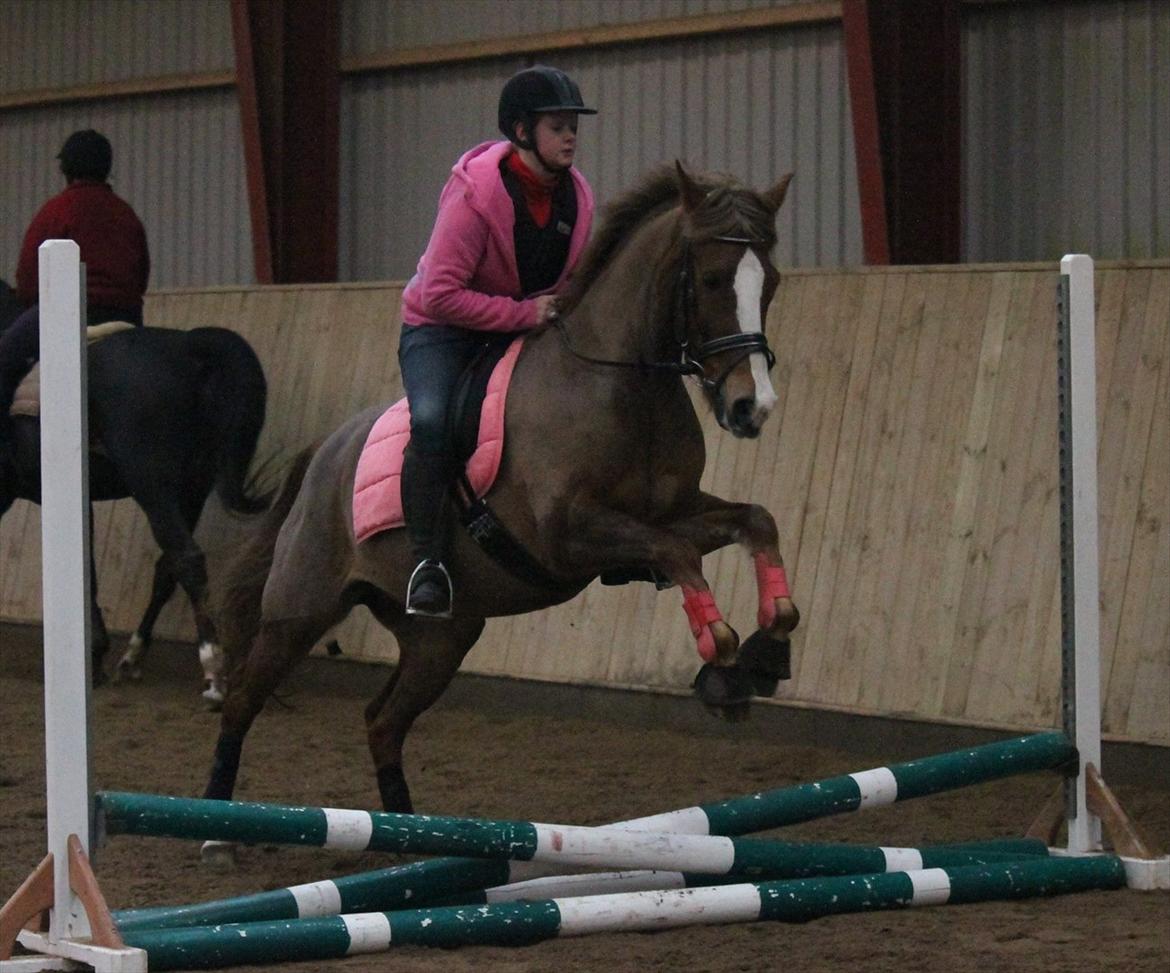 New Forest Wonder  billede 3