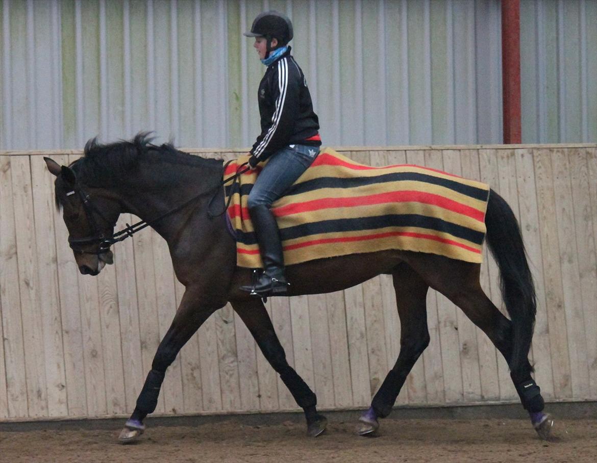 Trakehner Italia  billede 4