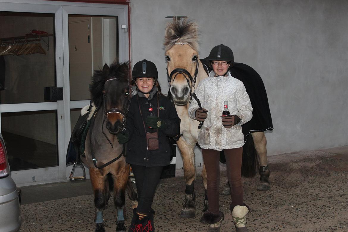 Fjordhest Ronaldo "Otto" Nordly - til cafehygge i Drantum. Ronaldo har en virkelig lækker frisure :D billede 16