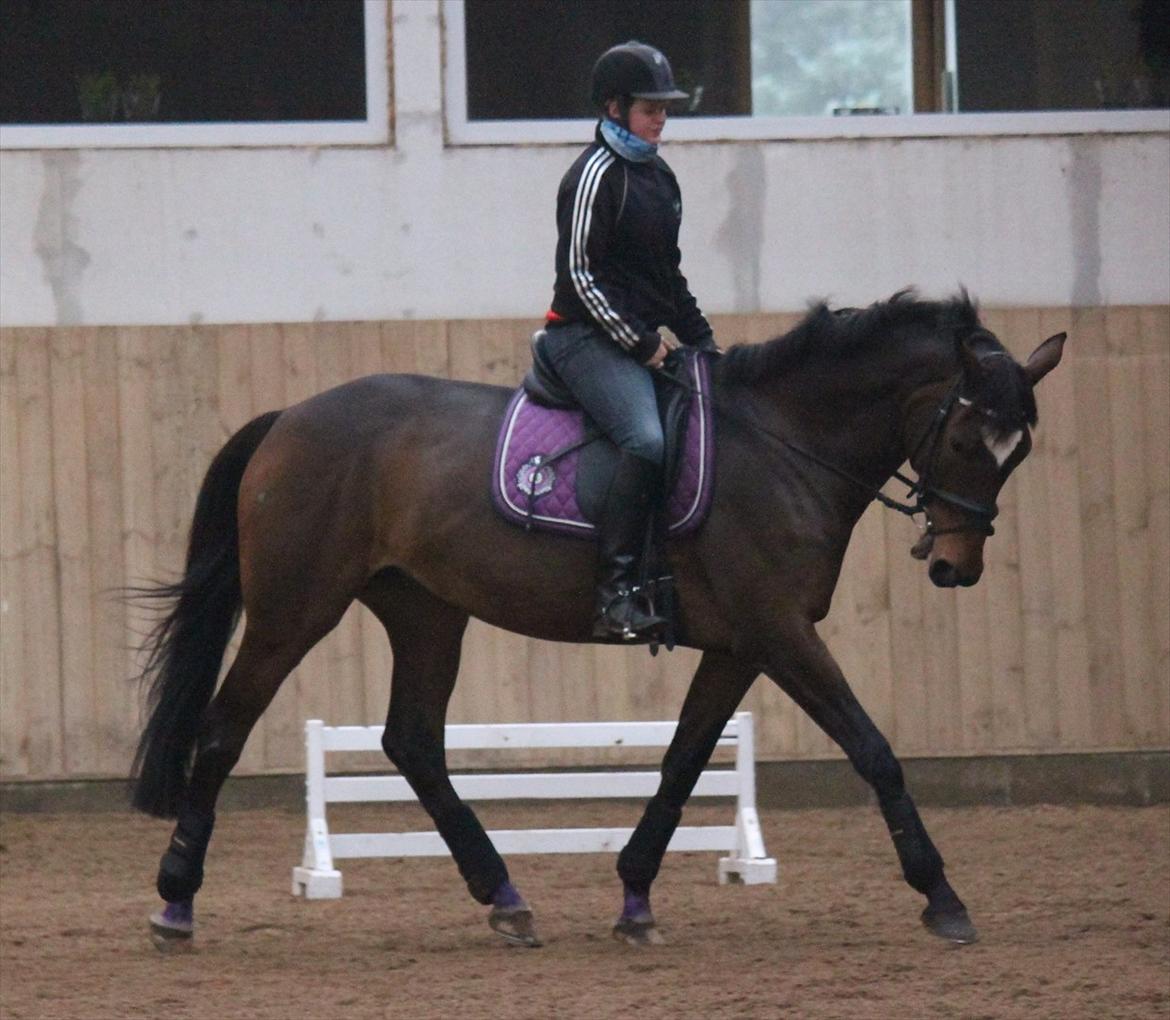 Trakehner Italia  billede 5