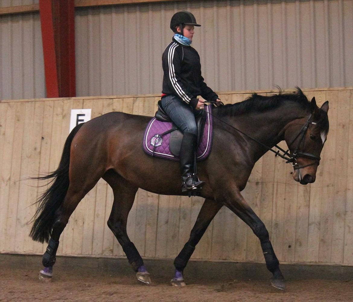 Trakehner Italia  billede 6