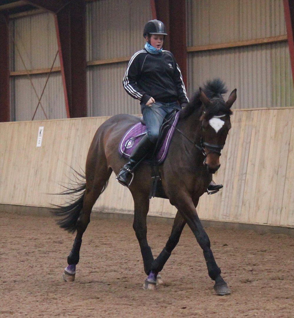 Trakehner Italia  billede 7