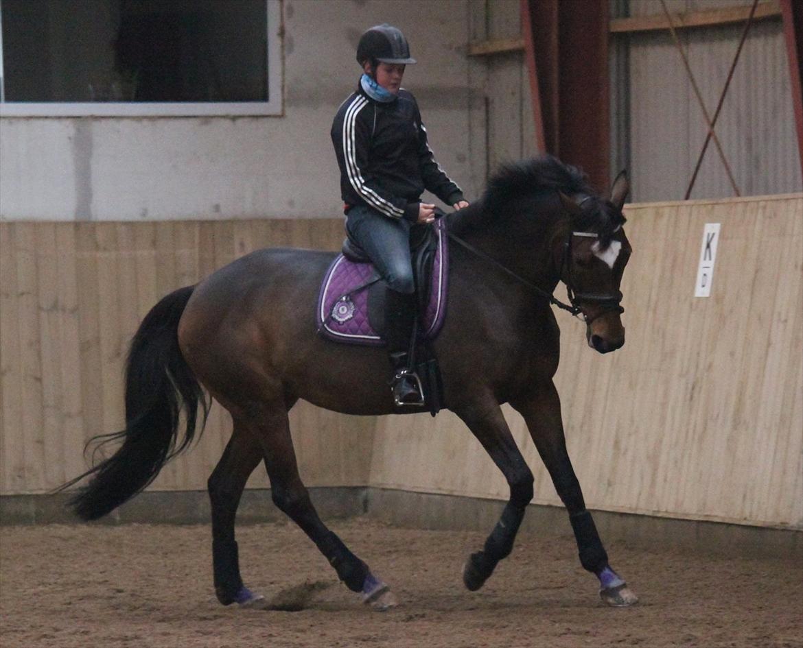 Trakehner Italia  billede 8