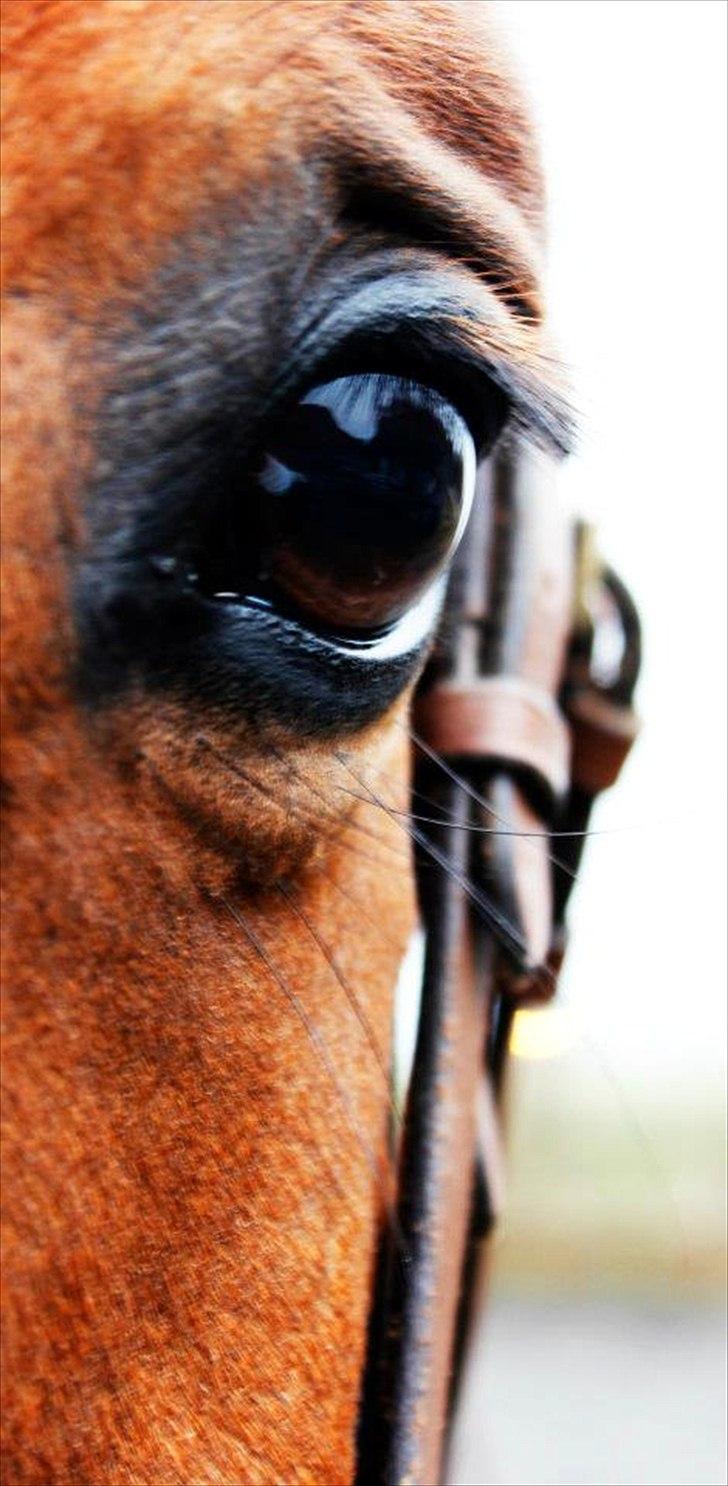 Belgisk varmblod Diablo Van Dabdijhoeve *DRØMME HESTEN* billede 17