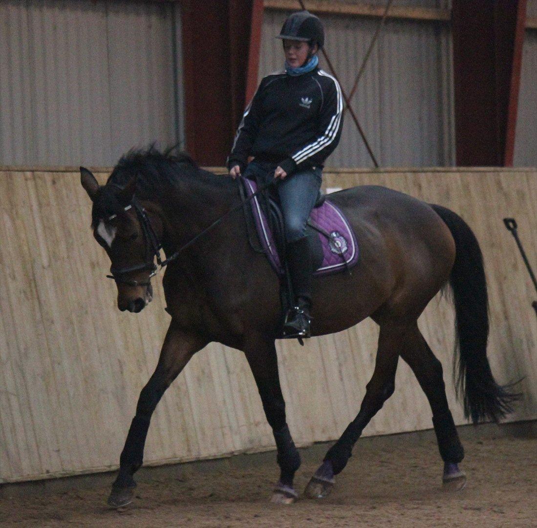 Trakehner Italia  billede 9