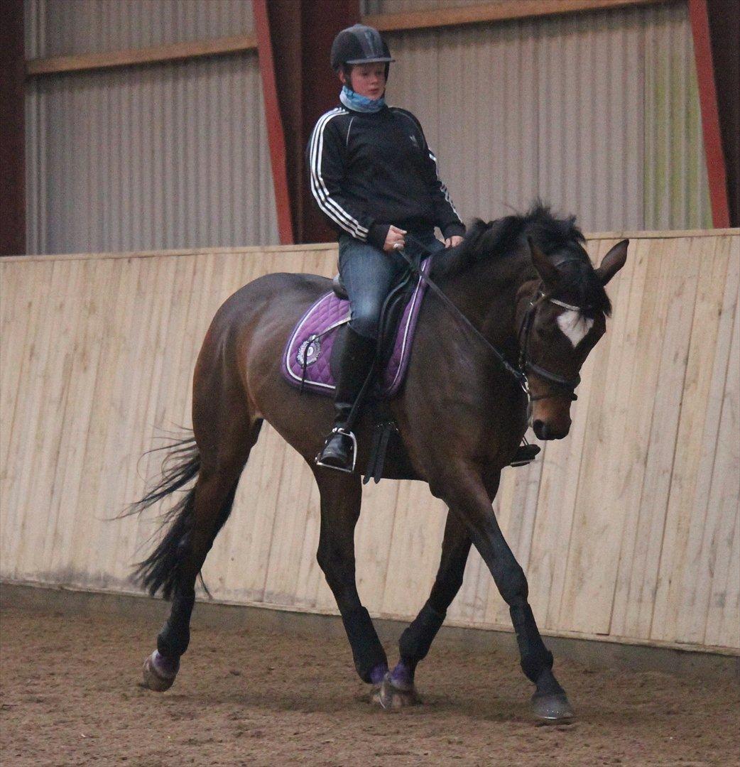 Trakehner Italia  billede 10