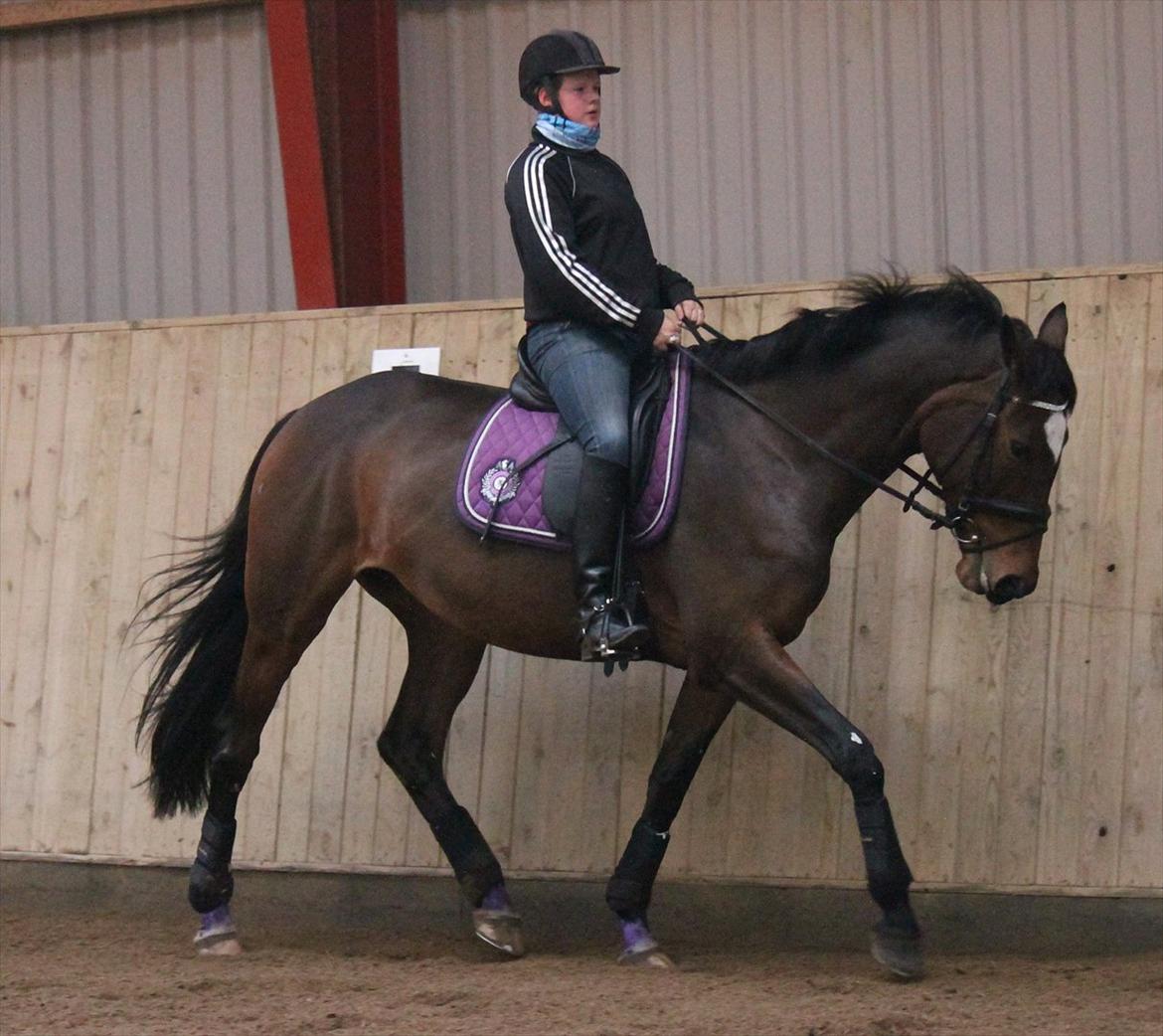 Trakehner Italia  billede 11