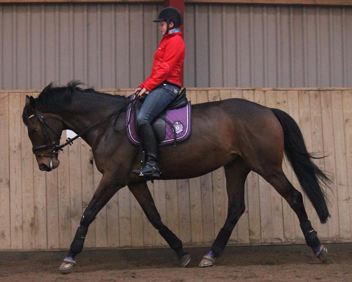 Trakehner Italia  billede 12