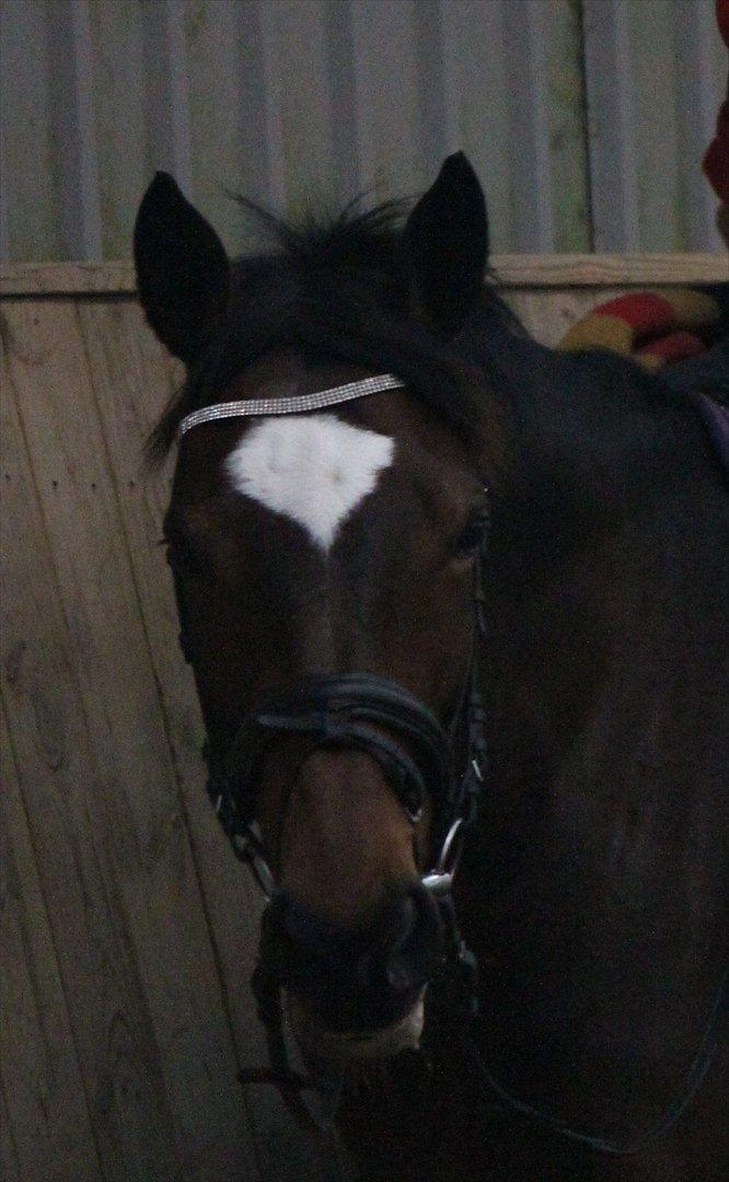 Trakehner Italia  billede 13